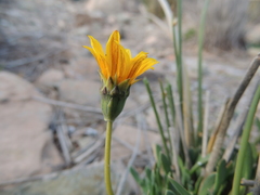 Gazania othonnites