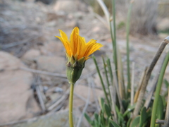 Gazania othonnites