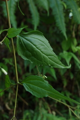 Eupatorium tashiroi