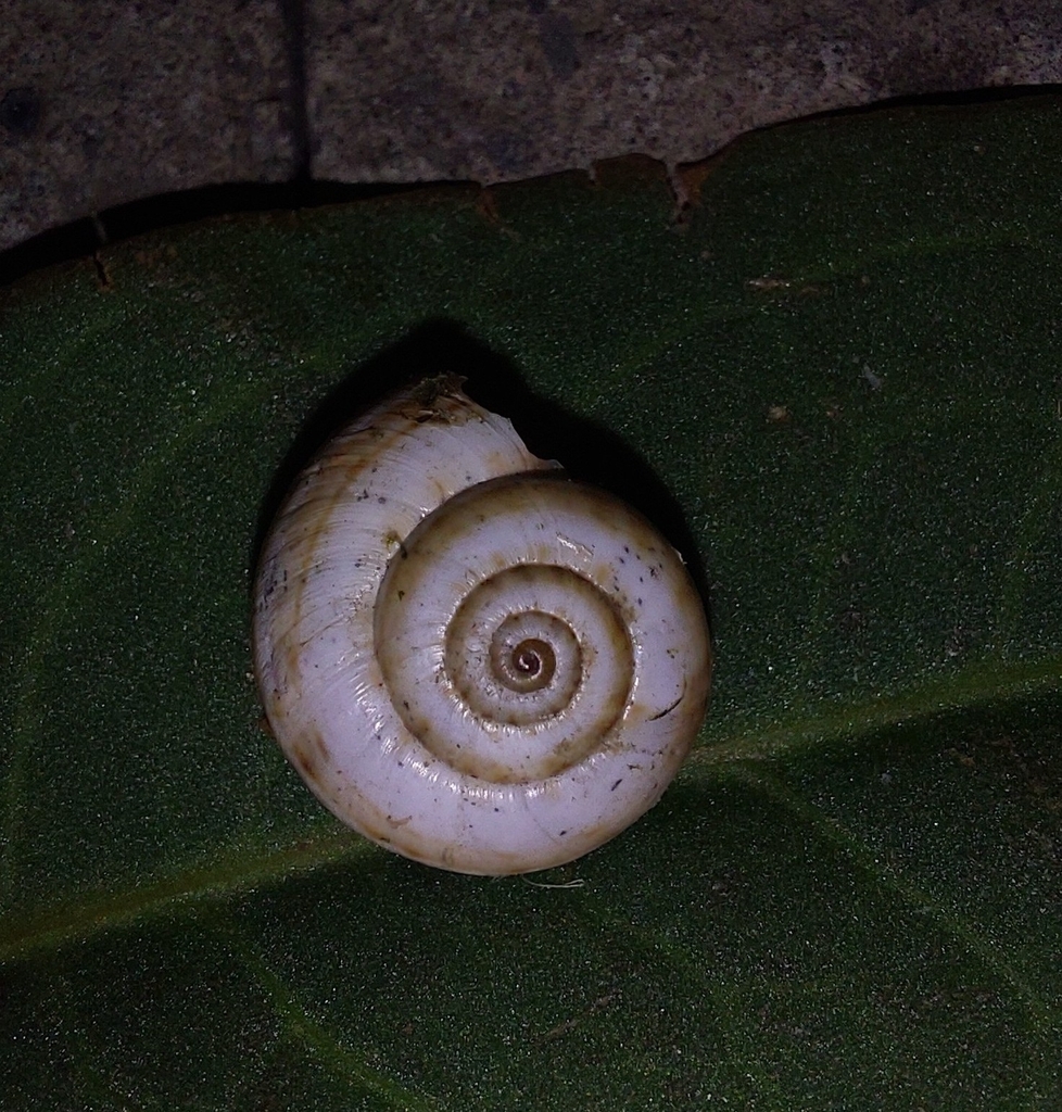 Cernuella neglecta from Gldani-Nadzaladevi, Tbilisi, Georgia on July 13 ...