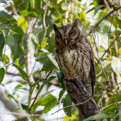 Megascops guatemalae