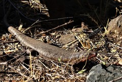 Matobosaurus validus