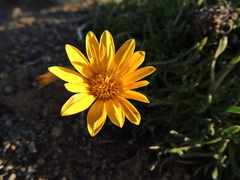 Gazania othonnites