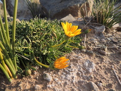 Gazania othonnites