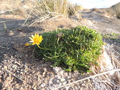 Gazania othonnites