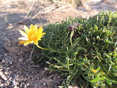 Gazania othonnites