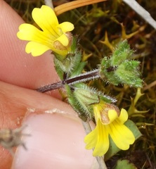 Euphrasia cockayneana