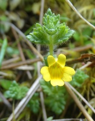 Euphrasia cockayneana