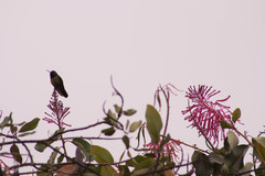 Heliangelus amethysticollis