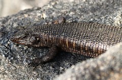 Matobosaurus validus