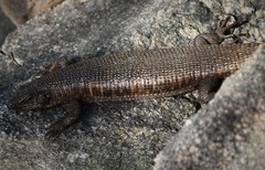 Matobosaurus validus