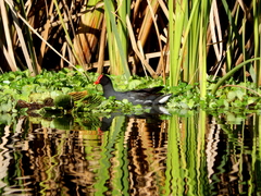 Gallinula galeata