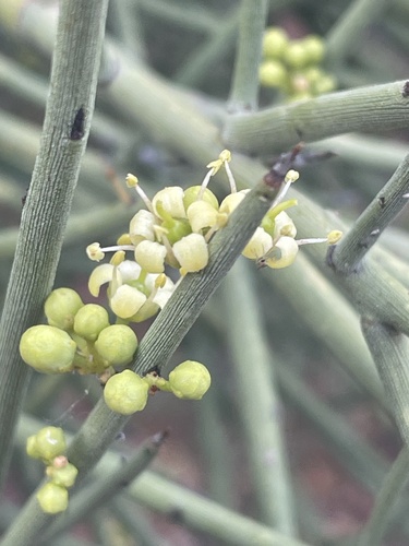 Crucifixion thorn (Canotia holacantha)