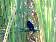 Chrysomus ruficapillus