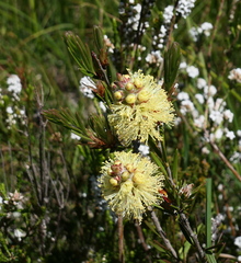 Melaleuca pityoides