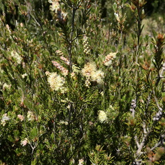 Melaleuca pityoides