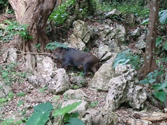 Sus scrofa riukiuanus