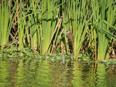 Pitangus sulphuratus
