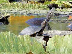 Phrynops hilarii