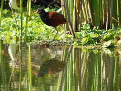 Jacana jacana