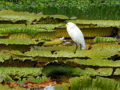 Egretta thula