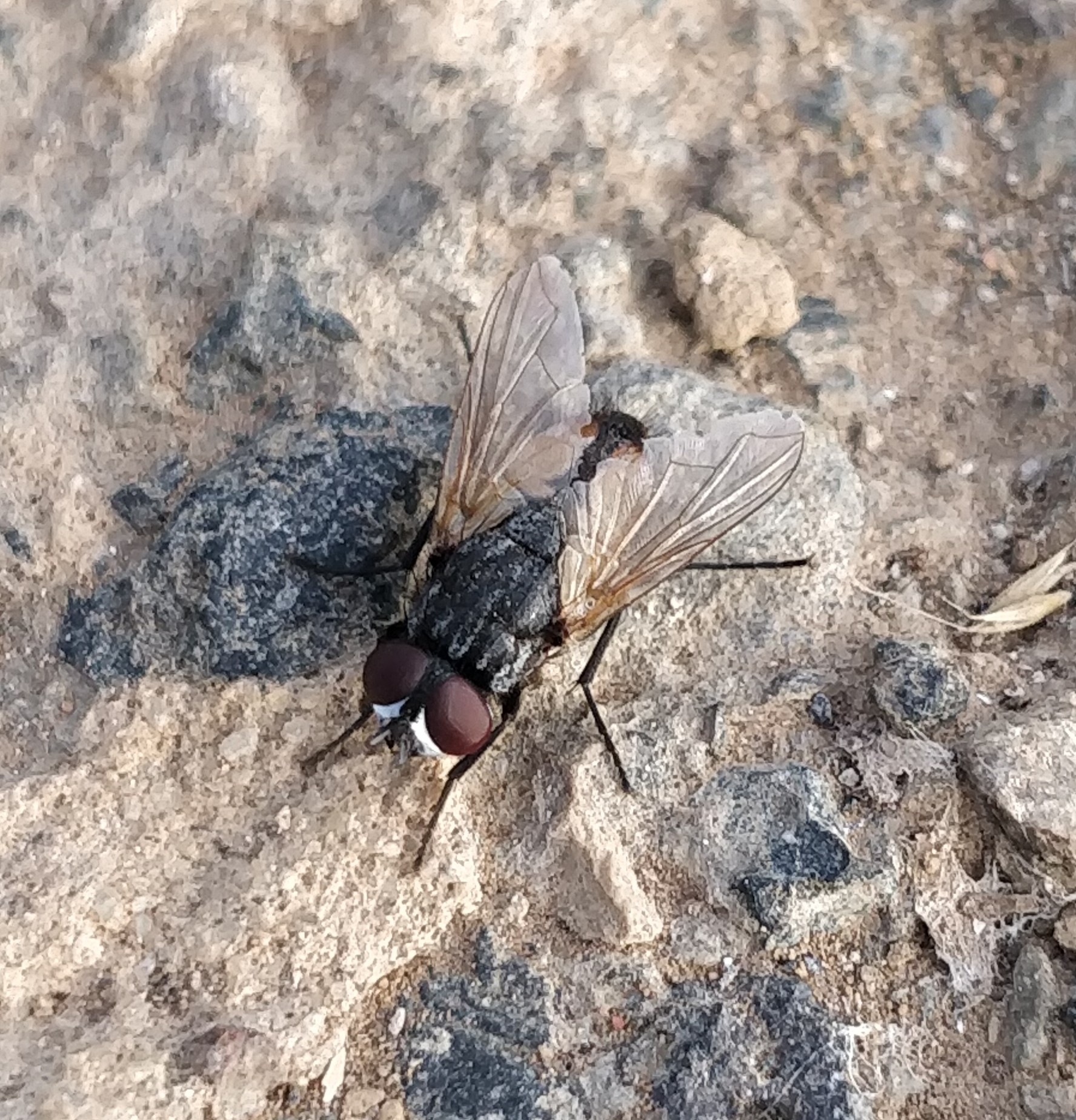 Musca domestica