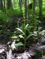 Platanthera flava