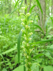 Platanthera flava