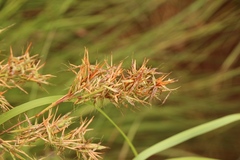 Cymbopogon nardus