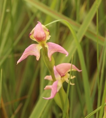 Disperis concinna