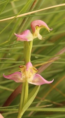 Disperis concinna