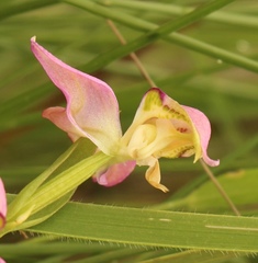 Disperis concinna
