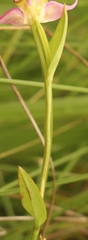 Disperis concinna