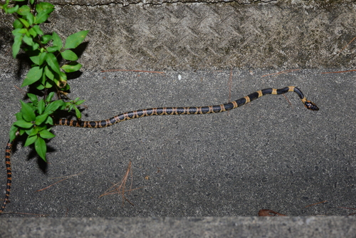Photo of a Ryukyu Odd-tooth snake (Lycodon semicarinatus)