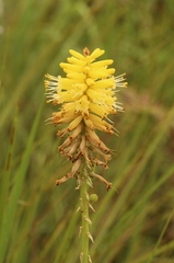 Kniphofia breviflora