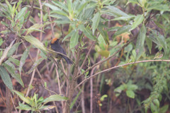 Atlapetes melanolaemus