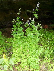 Aconitum noveboracense
