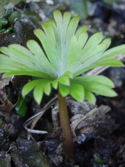 Aconitum noveboracense