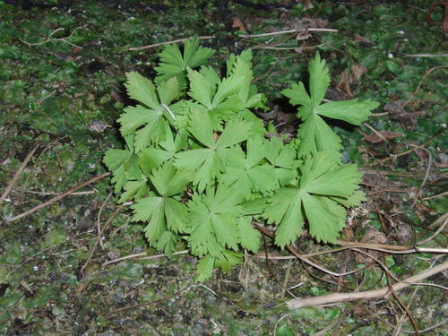 Image of Aconitum noveboracense by (c) Summit Metro Parks, some rights reserved (CC BY)