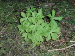 Aconitum noveboracense