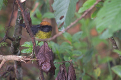 Atlapetes melanolaemus