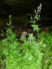 Aconitum noveboracense