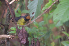 Atlapetes melanolaemus