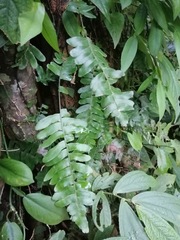 Arthropteris palisotii