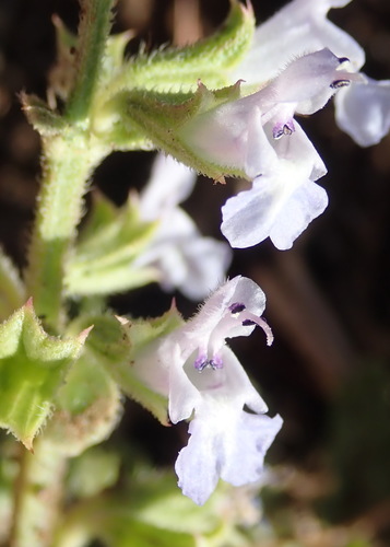 Image of Salvia runcinata by (c) Nicola van Berkel, some rights reserved (CC BY-SA)