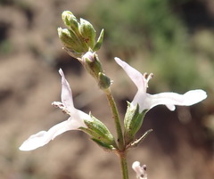 Stachys hyssopoides