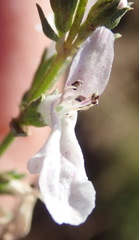 Stachys hyssopoides