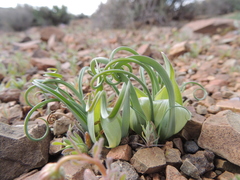 Colchicum volutare