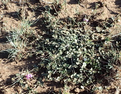 Commicarpus pentandrus