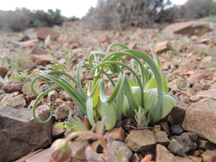 Colchicum volutare